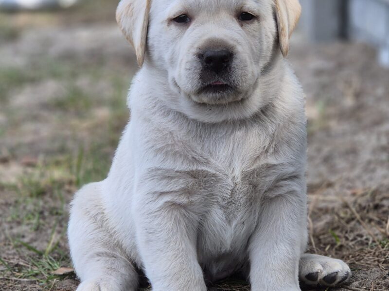Labrador