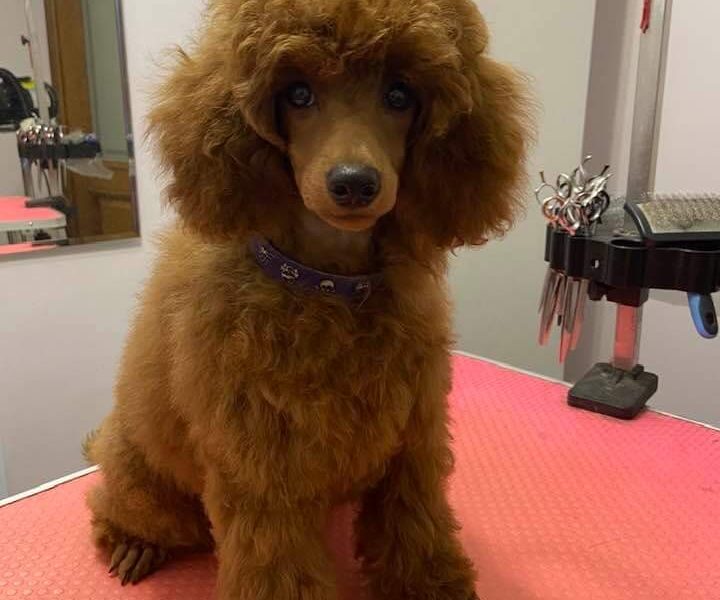 Cudne szczenięta pudel miniaturowy FCI ZKWP