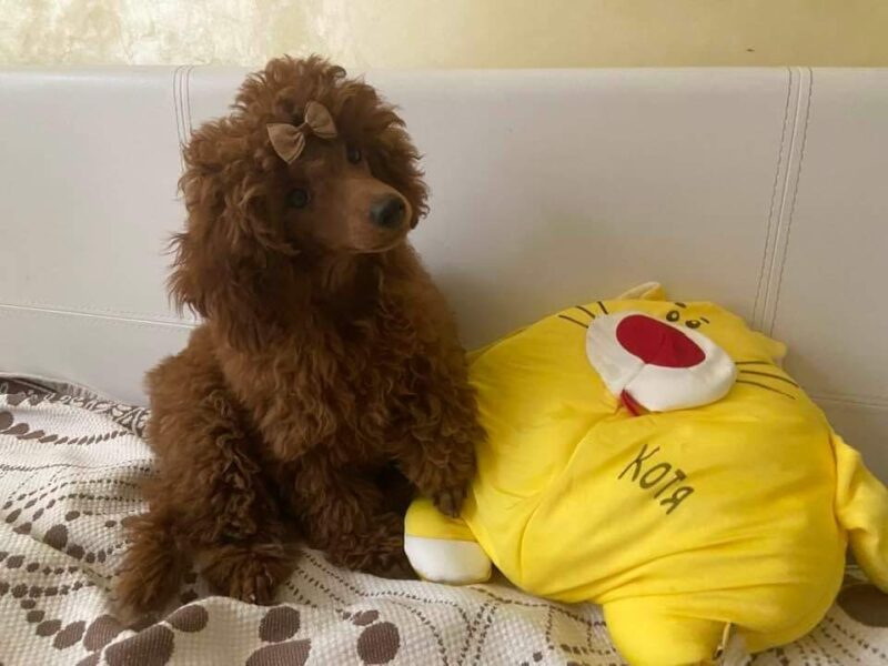 Cudne szczenięta pudel miniaturowy FCI ZKWP