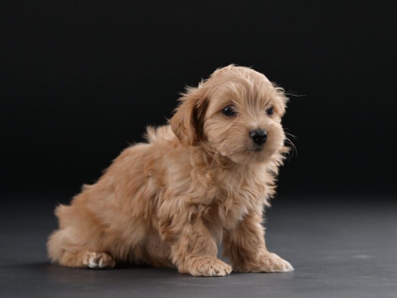 Bichon hawański piękne szczenięta