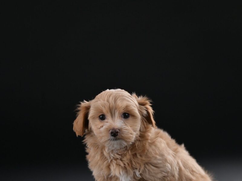 Bichon hawański piękne szczenięta