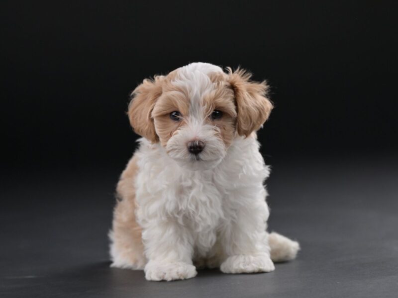 Bichon hawański piękne szczenięta