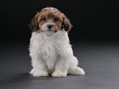 Bichon hawański piękne szczenięta