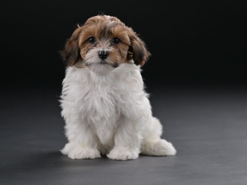 Bichon hawański piękne szczenięta