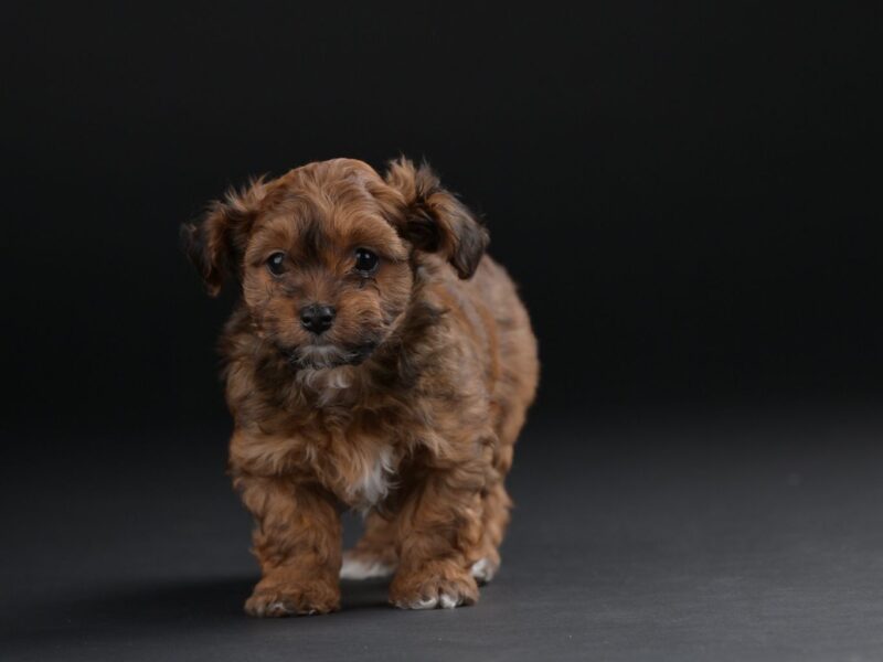 Bichon hawański piękne szczenięta