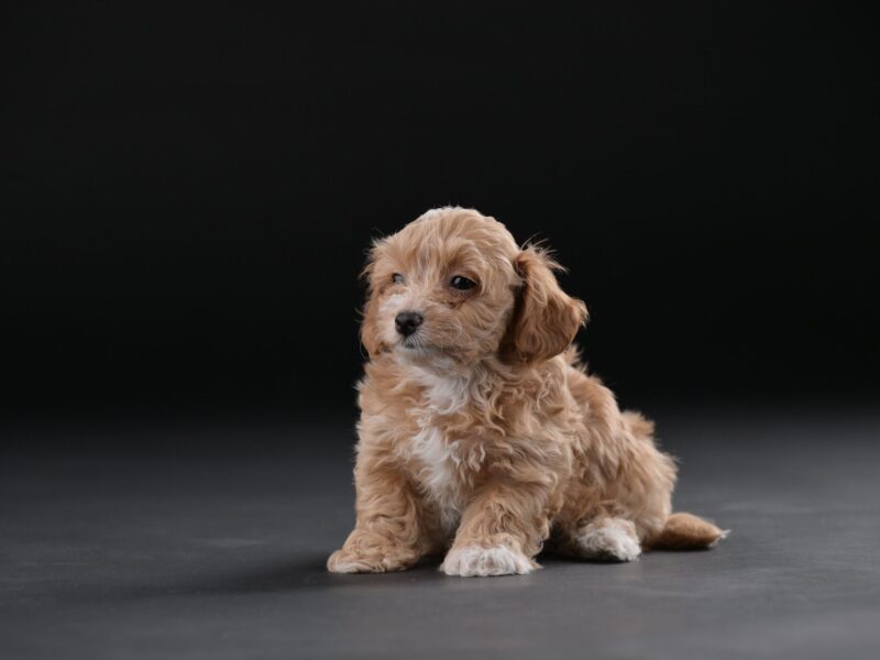 Bichon hawański piękne szczenięta