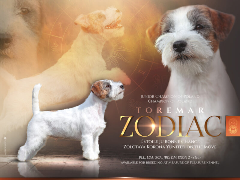 Jack Russell Terrier - REPRODUKTOR FCI