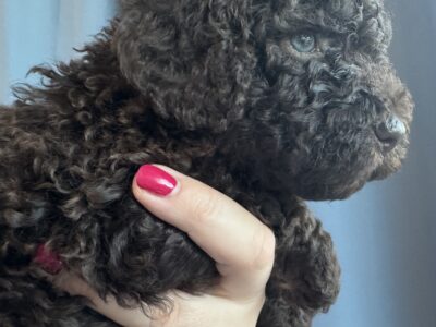 Szczenięta Hiszpański Pies Dowodny