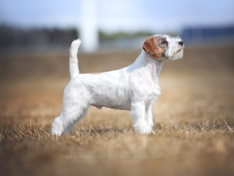 Jack Russell Terrier - REPRODUKTOR FCI