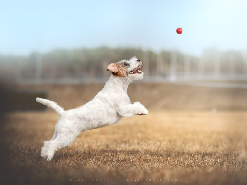 Jack Russell Terrier - REPRODUKTOR FCI