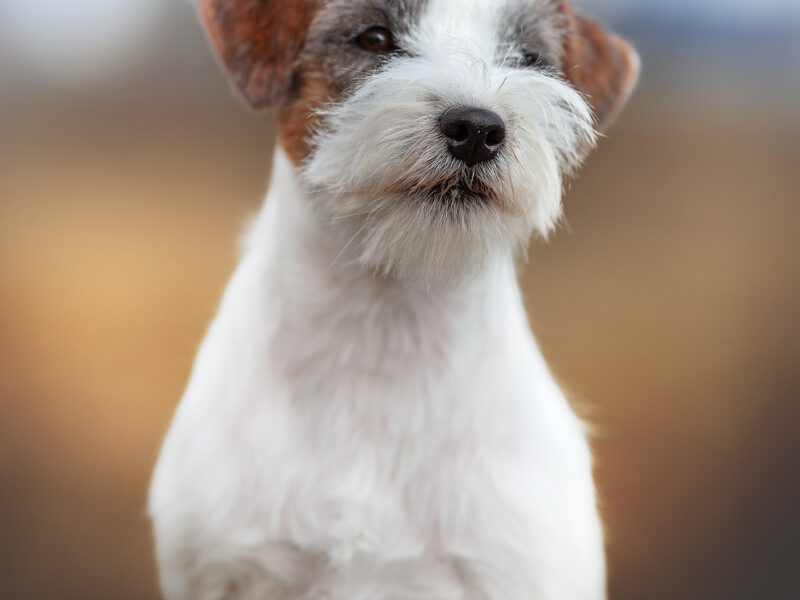 Jack Russell Terrier - REPRODUKTOR FCI