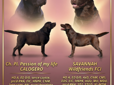 Labrador Retriever- czekoladowe szczenięta