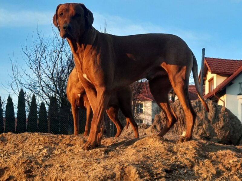 Ciąża potwierdzona - Rhodesian Ridgeback FCI - Spirit of Africa - miot 2026 - Uma Afrika Lebe FCI