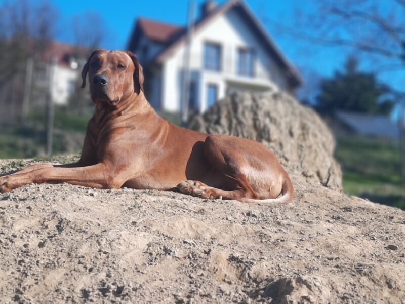 Ciąża potwierdzona - Rhodesian Ridgeback FCI - Spirit of Africa - miot 2026 - Uma Afrika Lebe FCI