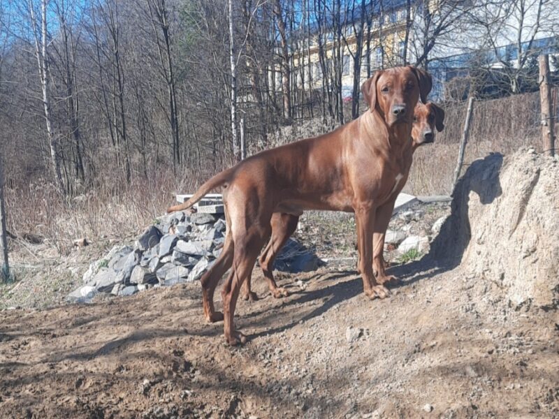 Ciąża potwierdzona - Rhodesian Ridgeback FCI - Spirit of Africa - miot 2026 - Uma Afrika Lebe FCI