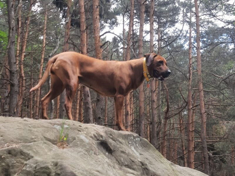 Ciąża potwierdzona - Rhodesian Ridgeback FCI - Spirit of Africa - miot 2026 - Uma Afrika Lebe FCI