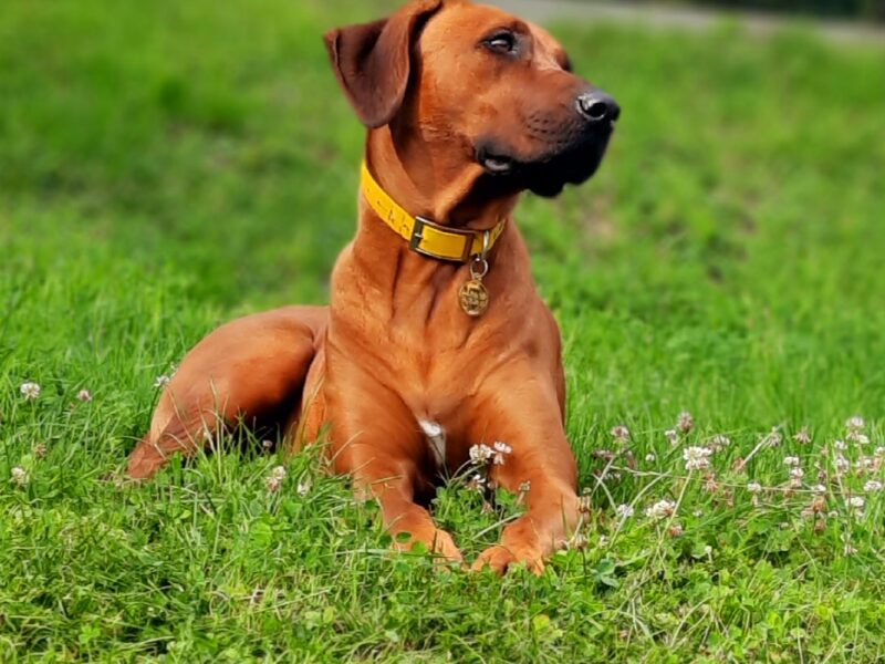 Ciąża potwierdzona - Rhodesian Ridgeback FCI - Spirit of Africa - miot 2026 - Uma Afrika Lebe FCI