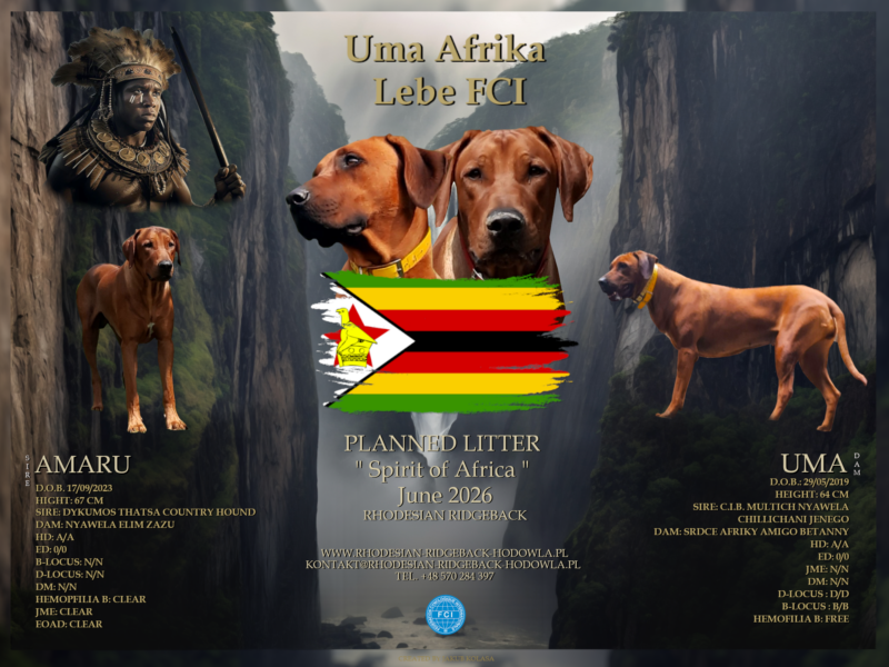 Ciąża potwierdzona - Rhodesian Ridgeback FCI - Spirit of Africa - miot 2026 - Uma Afrika Lebe FCI