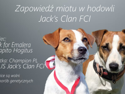 Zapowiedż miotu Jack Russell Terrier