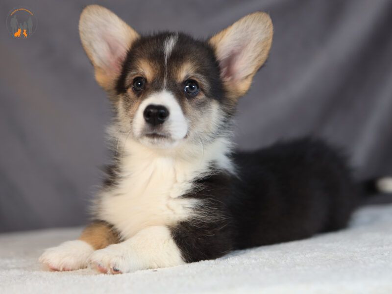 DOSTĘPNE SZCZENIĘTA CORGI