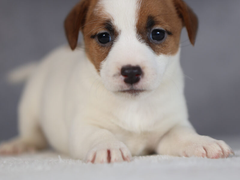 DOSTĘPNE GŁADKOWŁOSE SZCZENIĘTA JACK RUSSELL TERRIER