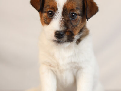 DOSTĘPNE SZCZENIĘTA WŁOS ZŁAMANY JACK RUSSELL TERRIER