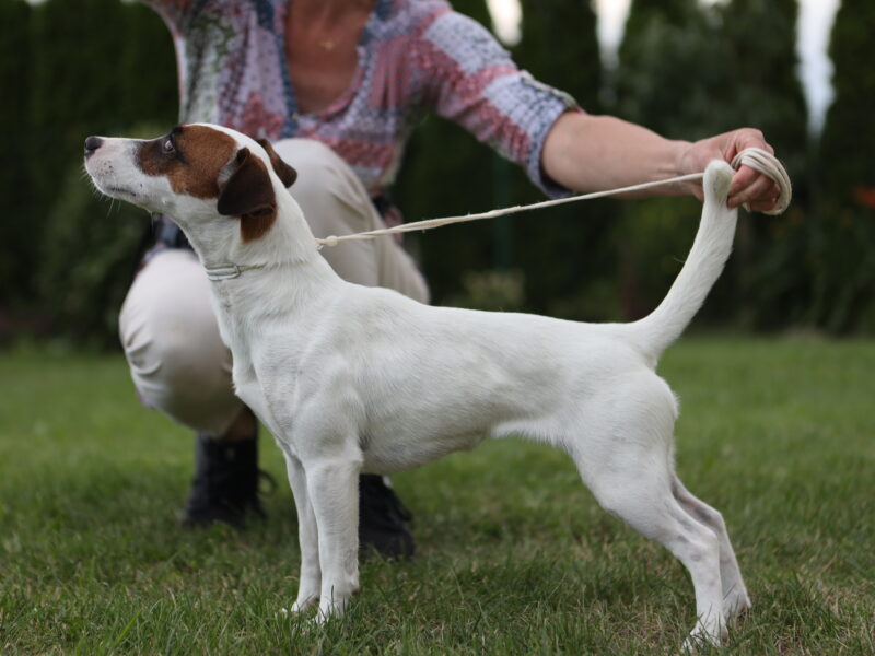 DOSTĘPNE GŁADKOWŁOSE SZCZENIĘTA JACK RUSSELL TERRIER