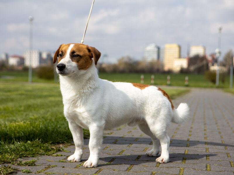 DOSTĘPNE GŁADKOWŁOSE SZCZENIĘTA JACK RUSSELL TERRIER