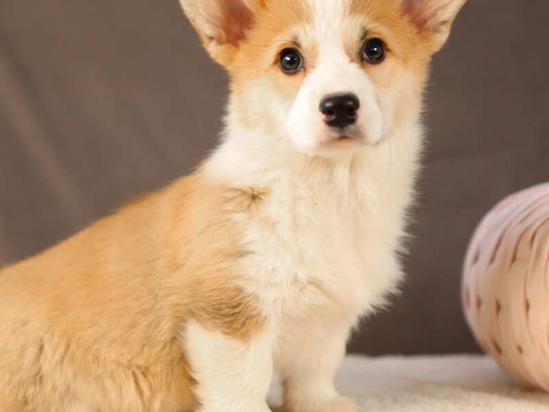 DOSTĘPNE SZCZENIĘTA CORGI