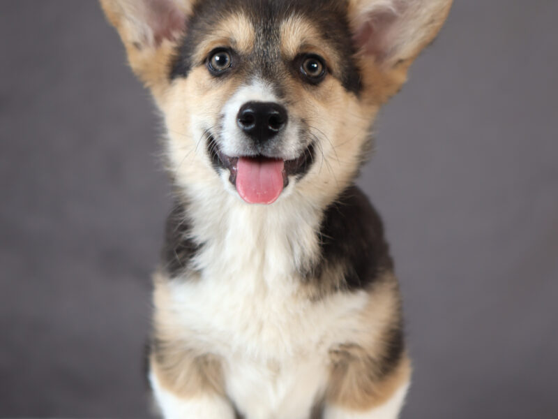 DOSTĘPNE SZCZENIĘTA CORGI