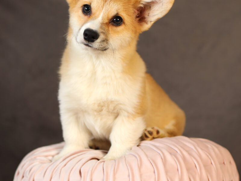 DOSTĘPNE SZCZENIĘTA CORGI