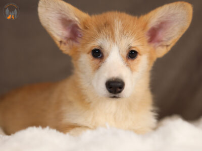 DOSTĘPNE SZCZENIĘTA CORGI