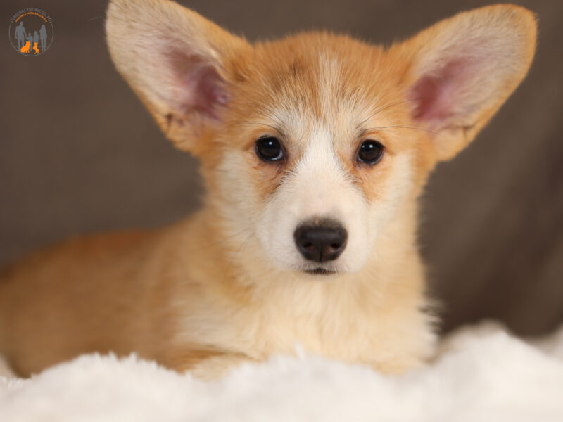 DOSTĘPNE SZCZENIĘTA CORGI