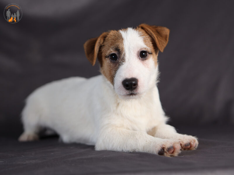 DOSTĘPNE SZCZENIĘTA WŁOS ZŁAMANY JACK RUSSELL TERRIER