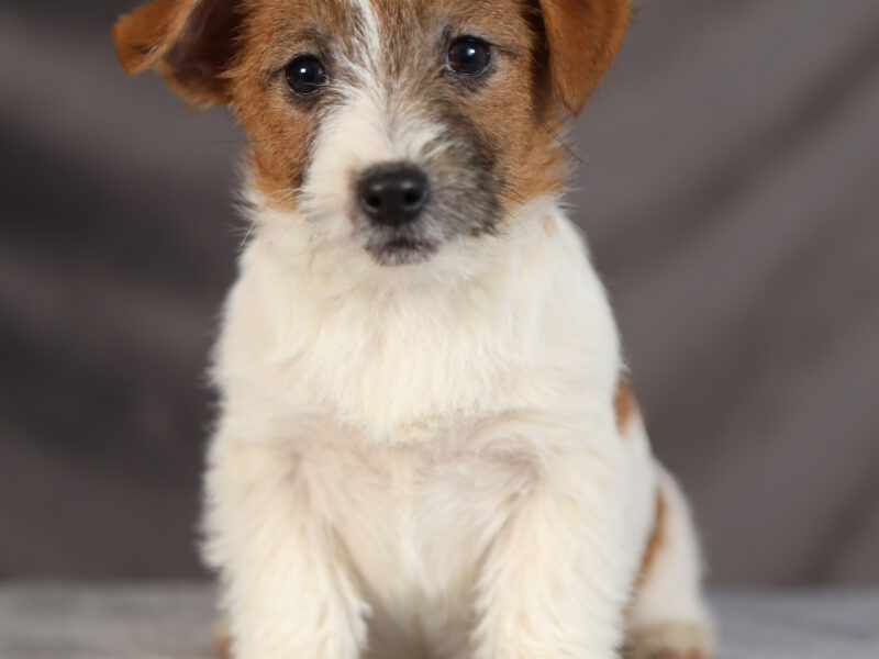 DOSTĘPNE SZORSTKOWŁOSE SZCZENIĘTA JACK RUSSELL TERRIER