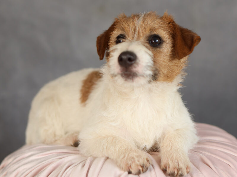 DOSTĘPNE SZORSTKOWŁOSE SZCZENIĘTA JACK RUSSELL TERRIER
