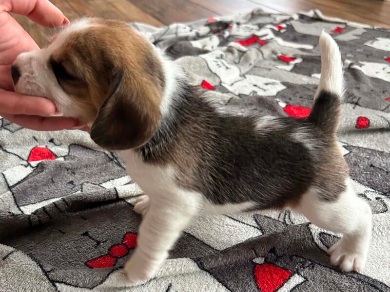 Szczeniaki Beagle tricolor ZKwP