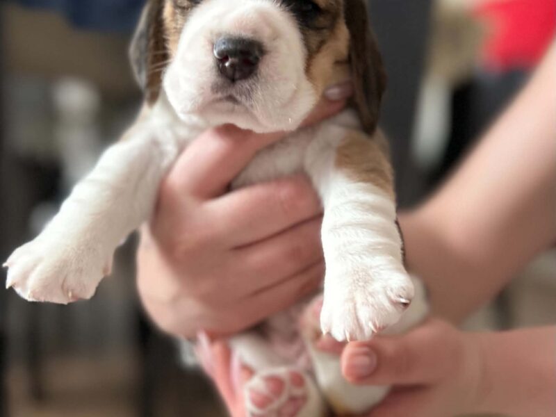 Szczeniaki Beagle tricolor ZKwP