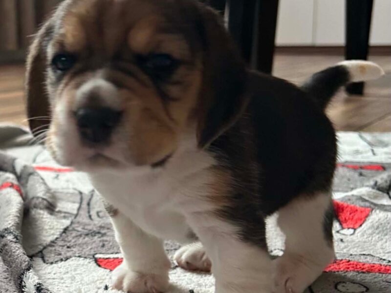 Szczeniaki Beagle tricolor ZKwP