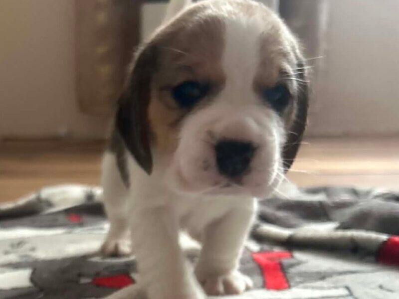 Szczeniaki Beagle tricolor ZKwP