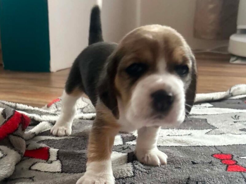 Szczeniaki Beagle tricolor ZKwP