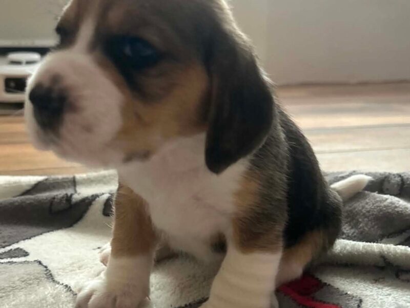 Szczeniaki Beagle tricolor ZKwP