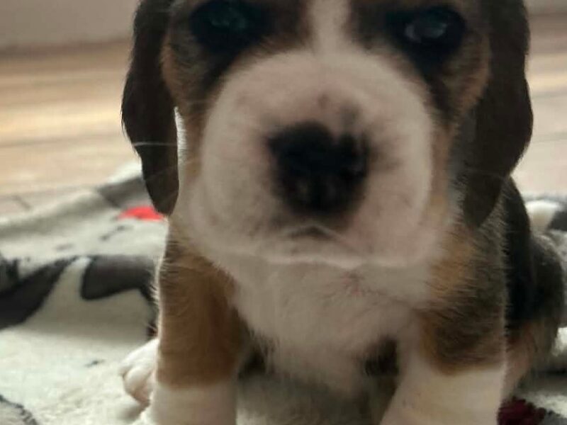 Szczeniaki Beagle tricolor ZKwP