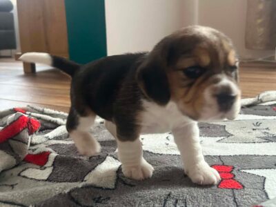 Szczeniaki Beagle tricolor ZKwP