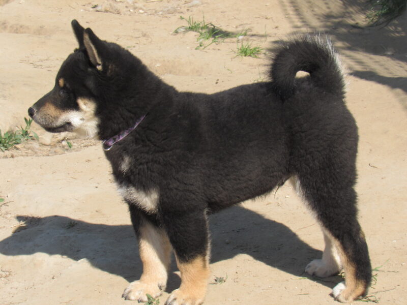 Shiba Inu. Nowy miot. Rezerwacja szczeniąt