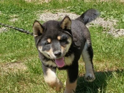 Shiba Inu. Nowy miot. Rezerwacja szczeniąt