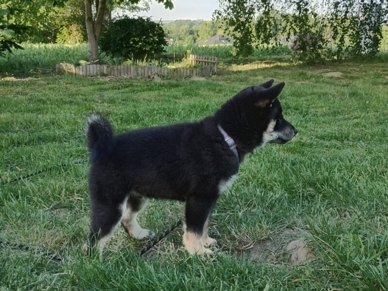 Shiba Inu. Nowy miot. Rezerwacja szczeniąt