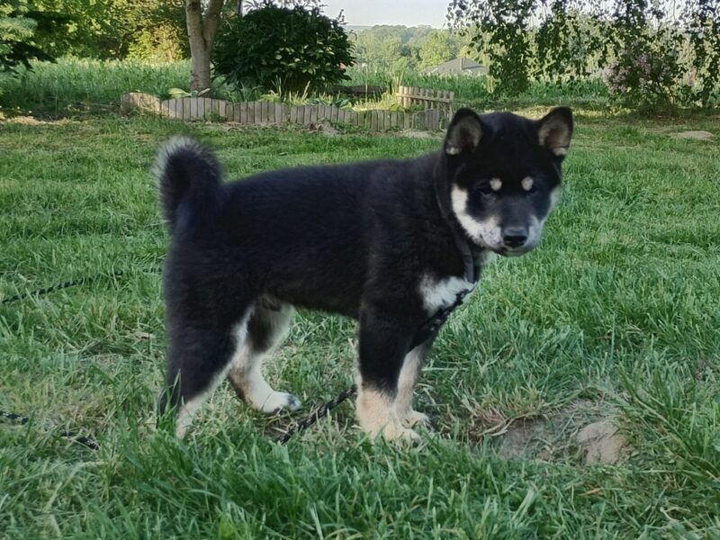 Shiba Inu. Nowy miot. Rezerwacja szczeniąt