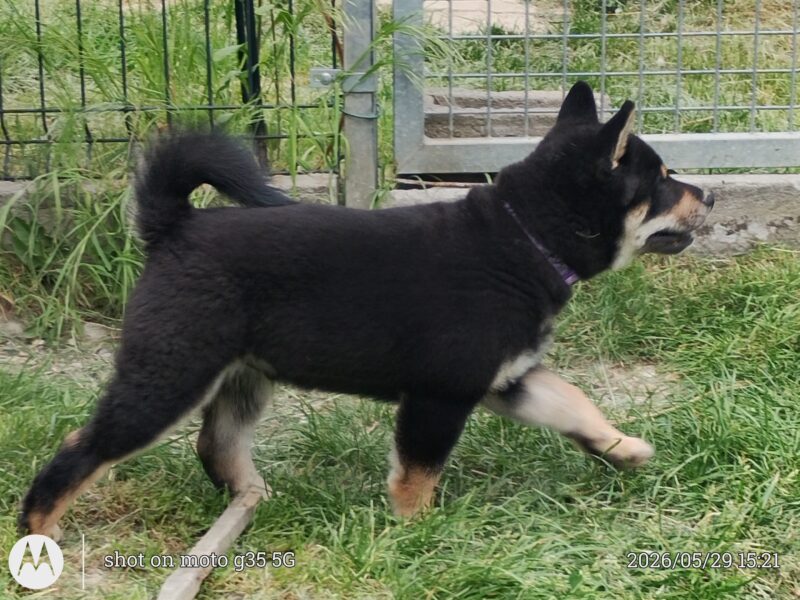 Shiba Inu. Nowy miot. Rezerwacja szczeniąt