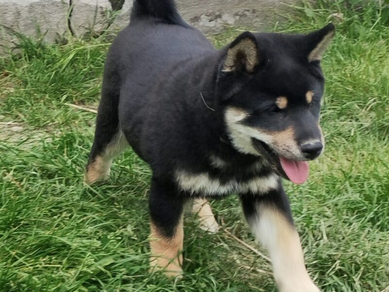 Shiba Inu. Nowy miot. Rezerwacja szczeniąt